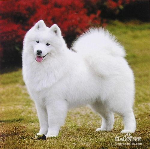 萨摩耶犬怎么训练视频,轻松掌握训练技巧